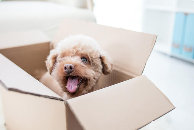 En hund i en låda